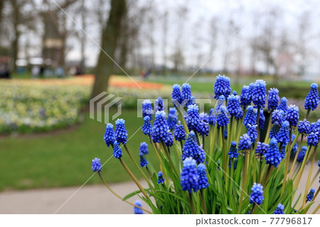 World landscape netherlands 77796817