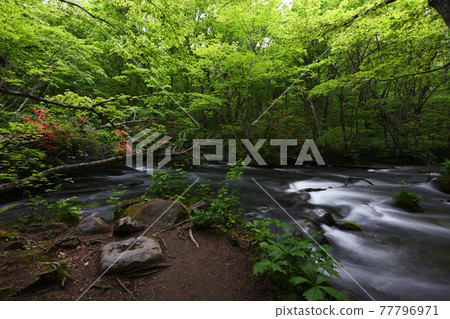 When azaleas bloom 77796971