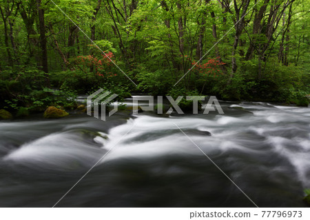 When azaleas bloom 77796973