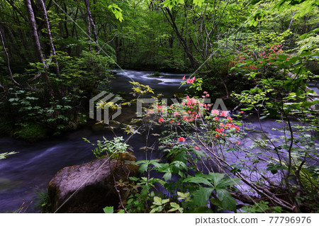 When azaleas bloom When azaleas bloom 77796976
