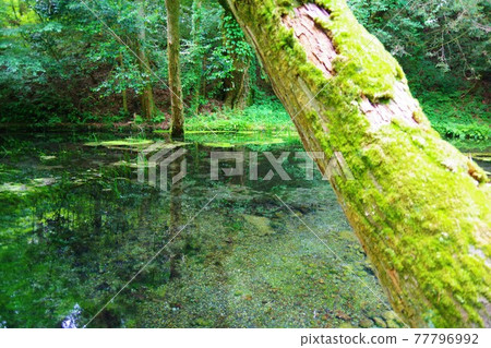 Yamabuki Springhead, Ubuyama, Kumamoto Prefecture Yamabuki Springhead, Ubuyama, Kumamoto Prefecture 77796992