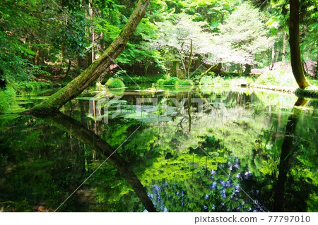 Yamabuki Springhead, Ubuyama, Kumamoto Prefecture 77797010