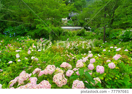 Hydrangea field in the precincts of Hydrangea Temple and Choboji Temple, Tsuyama City, Okayama Prefecture Hydrangea field in the precincts of Hydrangea Temple and Choboji Temple, Tsuyama City, Okayama Prefecture 77797081