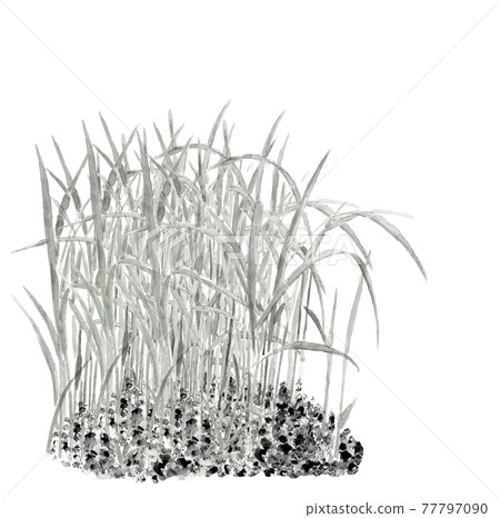 Ink painting style watercolor: Monotone rice seedling white background material PNG Ink painting style watercolor: Monotone rice seedling white background material PNG 77797090