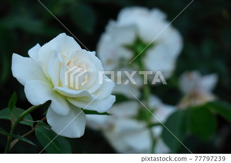 花的女王 77797239