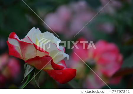花的女王 花的女王 77797241