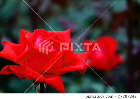花的女王 花的女王 77797242