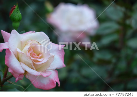 花的女王 77797245