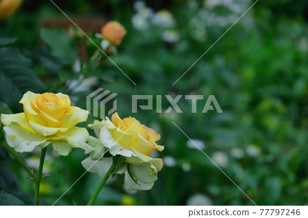 花的女王 花的女王 77797246