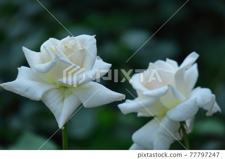 花的女王 花的女王 77797247