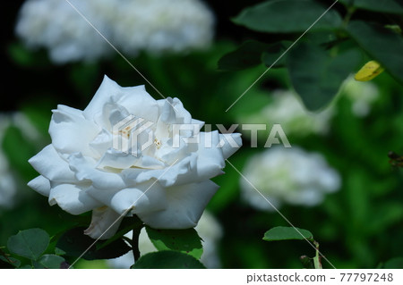 花的女王 花的女王 77797248