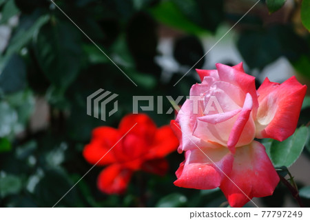 花的女王 77797249