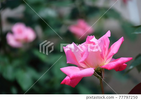 花的女王 花的女王 77797250