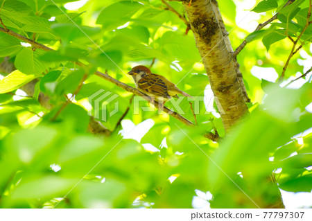 掩藏在樹的一隻小麻雀小雞 77797307