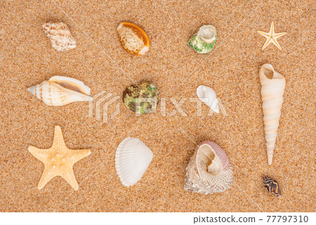 Lots of different seashells in rows on the beach sand.  77797310