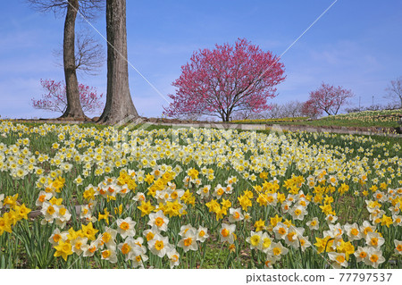Daffodil garden 77797537