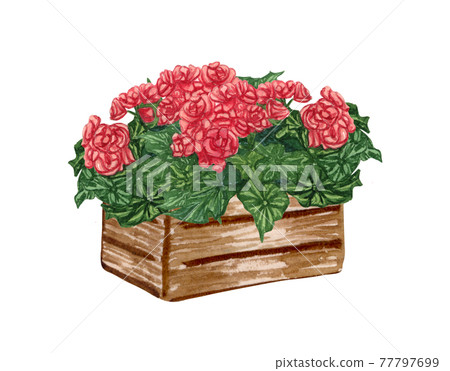 Watercolor garden illustration with red begonia in the old wooden box, potted plant, gardening flower 77797699