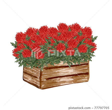 Watercolor garden illustration with red begonia in the old wooden box, potted plant, gardening flower 77797705