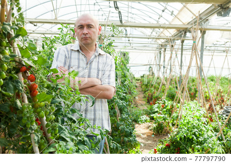 Male farmer in greenhouse Male farmer in greenhouse 77797790