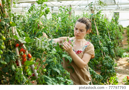 Woman working in glasshousw Woman working in glasshousw 77797793