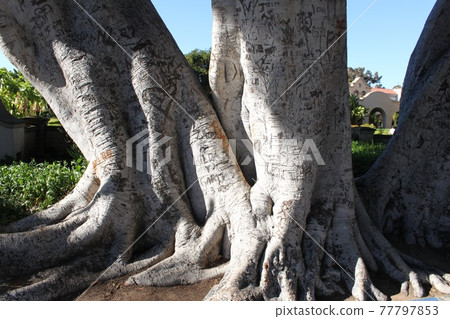 Tree trunk graffiti Tree trunk graffiti 77797853