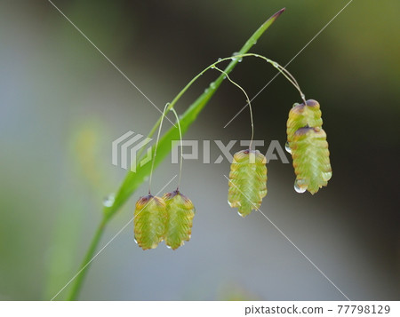 Spikelets of Greater Quaket getting wet in the rain Spikelets of Greater Quaket getting wet in the rain 77798129
