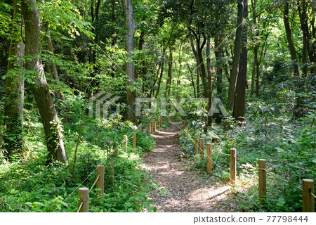 Fresh green, Awano district park, Kamagaya city, Chiba prefecture Fresh green, Awano district park, Kamagaya city, Chiba prefecture 77798444