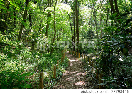 Fresh green, Awano district park, Kamagaya city, Chiba prefecture 77798446