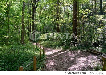 Fresh green, Awano district park, Kamagaya city, Chiba prefecture Fresh green, Awano district park, Kamagaya city, Chiba prefecture 77798447