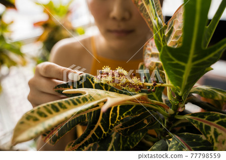 Woman looking attentively at the leafs of her domestic plants while taking care of them Woman looking attentively at the leafs of her domestic plants while taking care of them 77798559