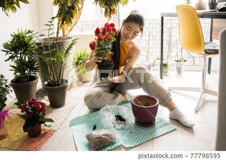 Woman looking at houseplant while spending time in her room and replacing flowers Woman looking at houseplant while spending time in her room and replacing flowers 77798595