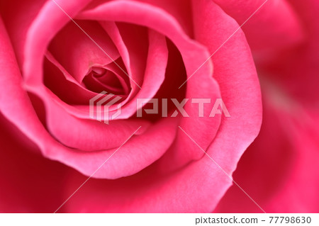 Queen of flowers Queen of flowers 77798630