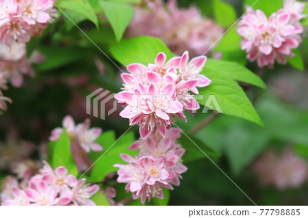 Pink bridal wreath Pink bridal wreath 77798885