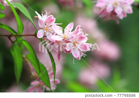 Pink bridal wreath 77798886