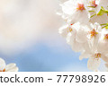 櫻花盛開 77798926