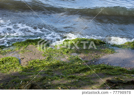 Algae washed up on the shore 77798978