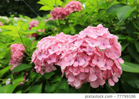 初夏傳統，繡球花 77799106
