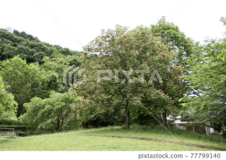 Safflower chestnut Safflower chestnut 77799140