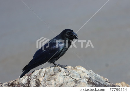Resting crow Resting crow 77799334