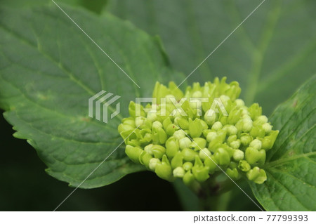繡球花芽 77799393