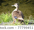 入間川野鳥鴨 77799451