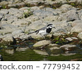 入間川野鳥白雪玲 77799452