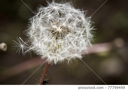 片倉城堡遺址公園 片倉城堡遺址公園 77799499