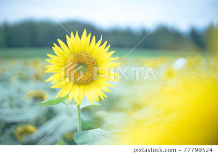 Sunflower summer image 77799524