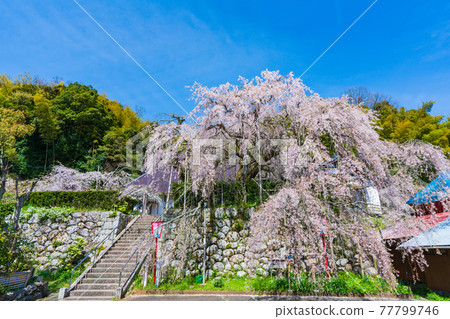 Kyoto Yoshida weeping cherry tree Kyoto Yoshida weeping cherry tree 77799746