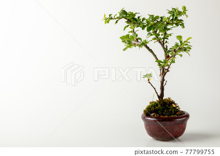 Mini bonsai on white background Mini bonsai on white background 77799755