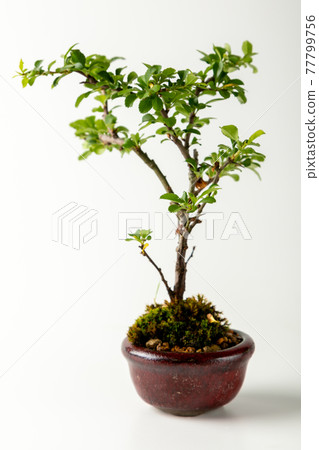 Mini bonsai on white background Mini bonsai on white background 77799756