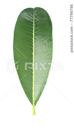 green lelawadee leaf isolated on white background green lelawadee leaf isolated on white background 77799786
