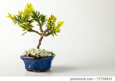 Mini bonsai on white background Mini bonsai on white background 77799841