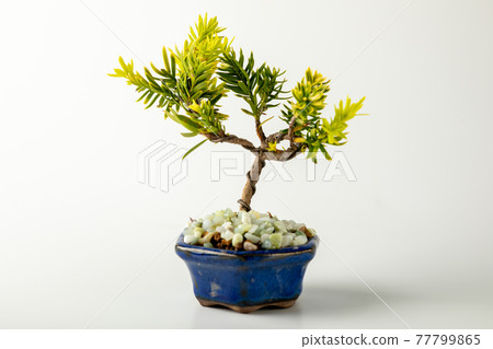 白色背景上的迷你盆景 77799865